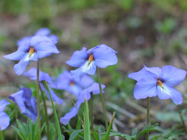 Many spring wildflowers, such as this bird’s-foot violet, are now leafing out and flowering one week earlier than they did 160 years ago. Photos by Richard B. Primack