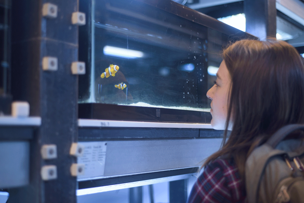 Hannah Weber (CAS '19) having a staring contest with a clownfish