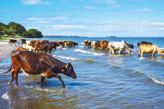 cows on the beach