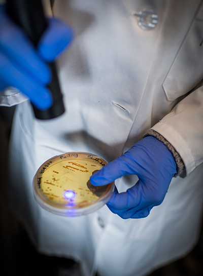 Detail photo of a researcher demonstrating a drug-free blue light therapy MRSA treatment. The researcher exposes a petri dish of MRSA and hydrogen peroxide to a blue light laser light.