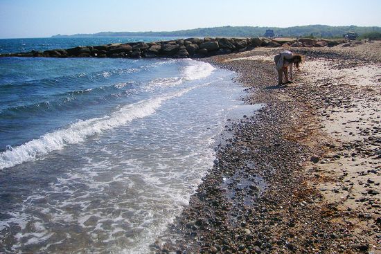 A woman collects seashells at Falmouth beach