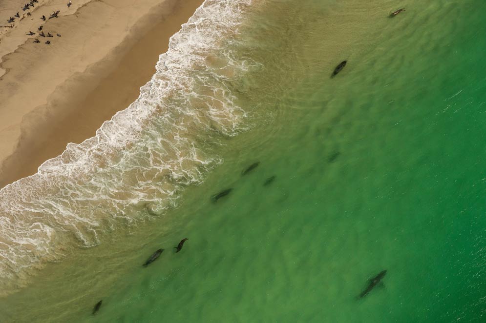 Aerial photography shows a great white shark eyeing a group of gray seals close to shore. Photo by Brian Skerry / National Geographic Image Collection / Alamy Stock Photo