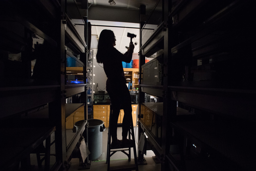 Madison Pacaro (CAS'20) removes a video camera used to record the nighttime parenting behaviors of clownfish in the Buston Lab. 