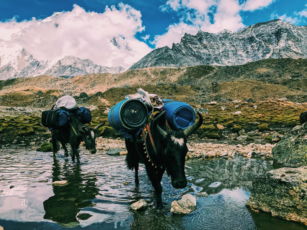 oxen piled with supplies, crossing a shallow river with mountains in the background