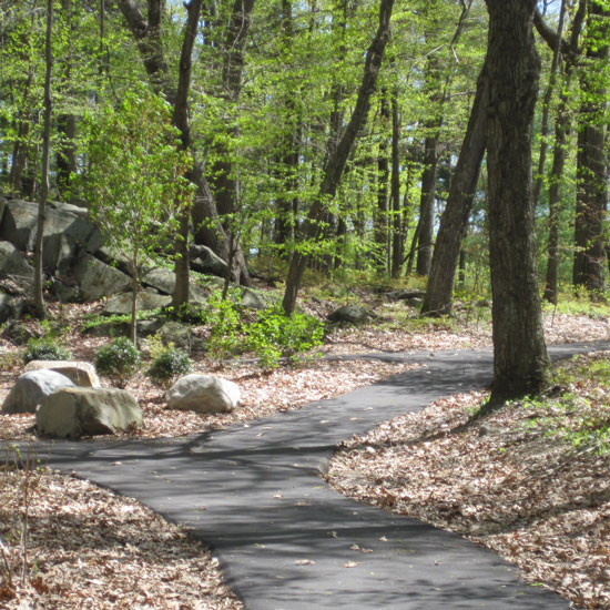 a path diverging in the woods