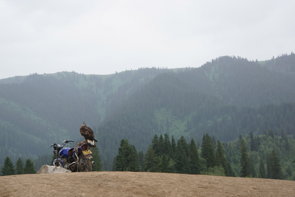 a motorbike sits next to a log, with a large bird sitting on it; green, tree-covered hills are in the background