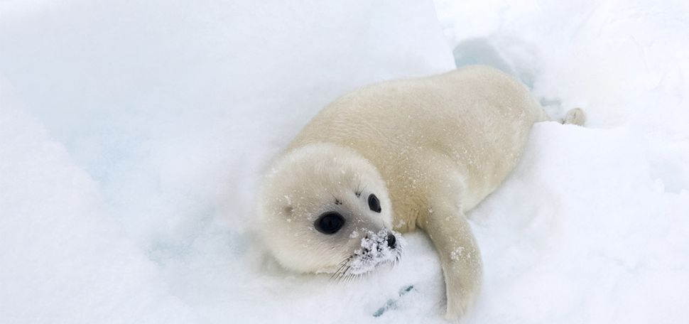 A white harp seal pup in the arctic.