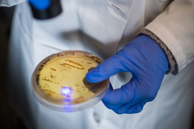 Detail photo of a researcher demonstrating a drug-free blue light therapy MRSA treatment. The researcher exposes a petri dish of MRSA and hydrogen peroxide to a blue light laser light.