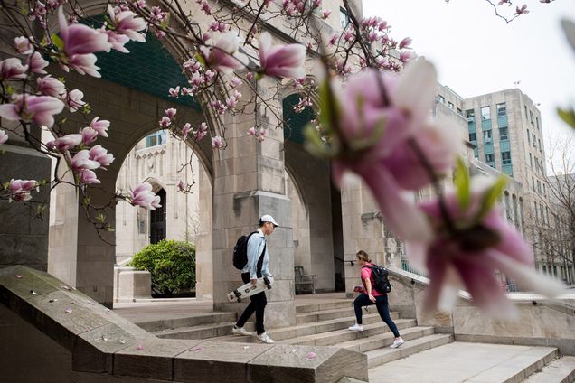 students walking around campus with a flowering pink tree in the foreground