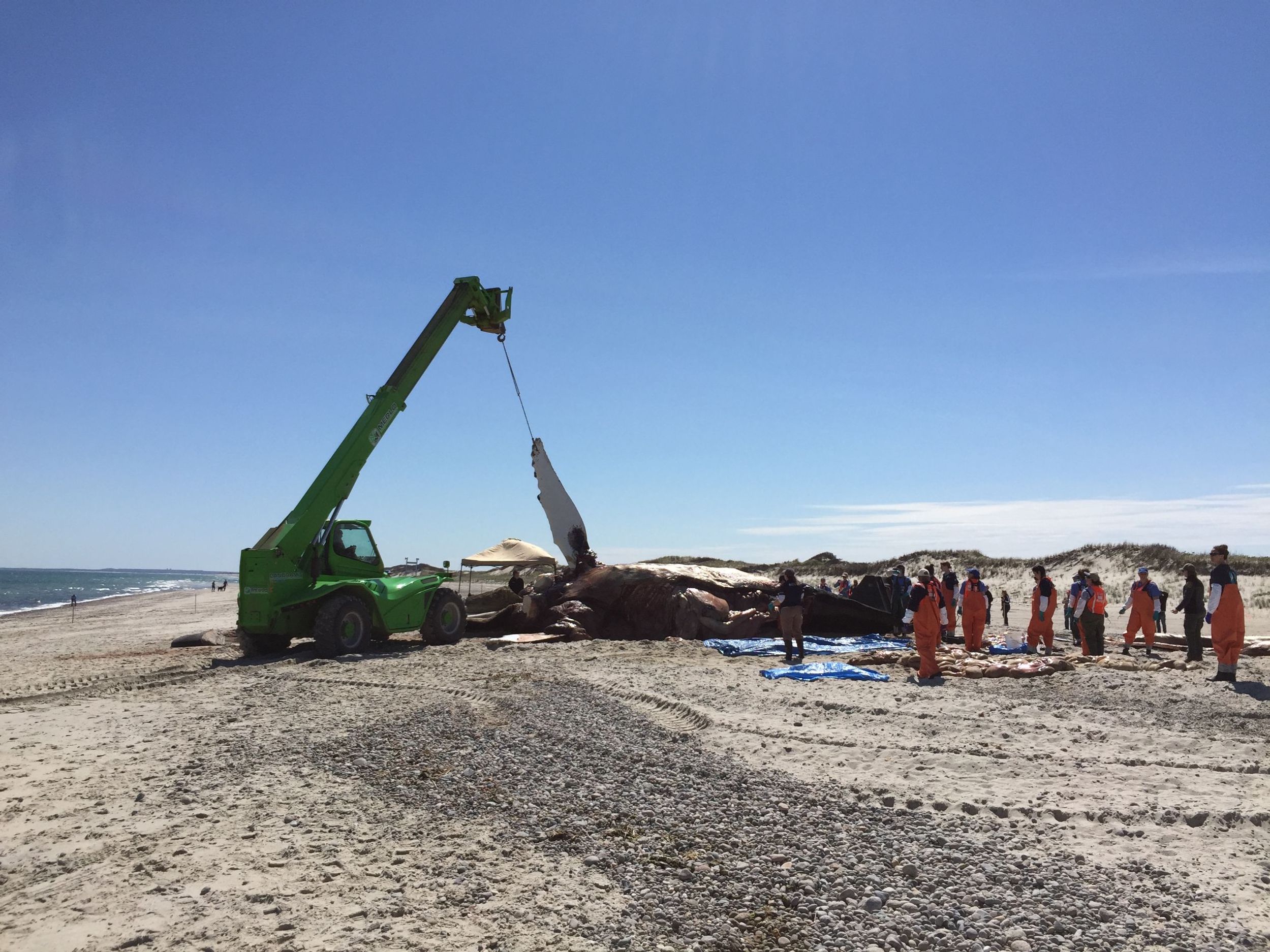 Workers move Vector the humpback whale on the beach with a crane