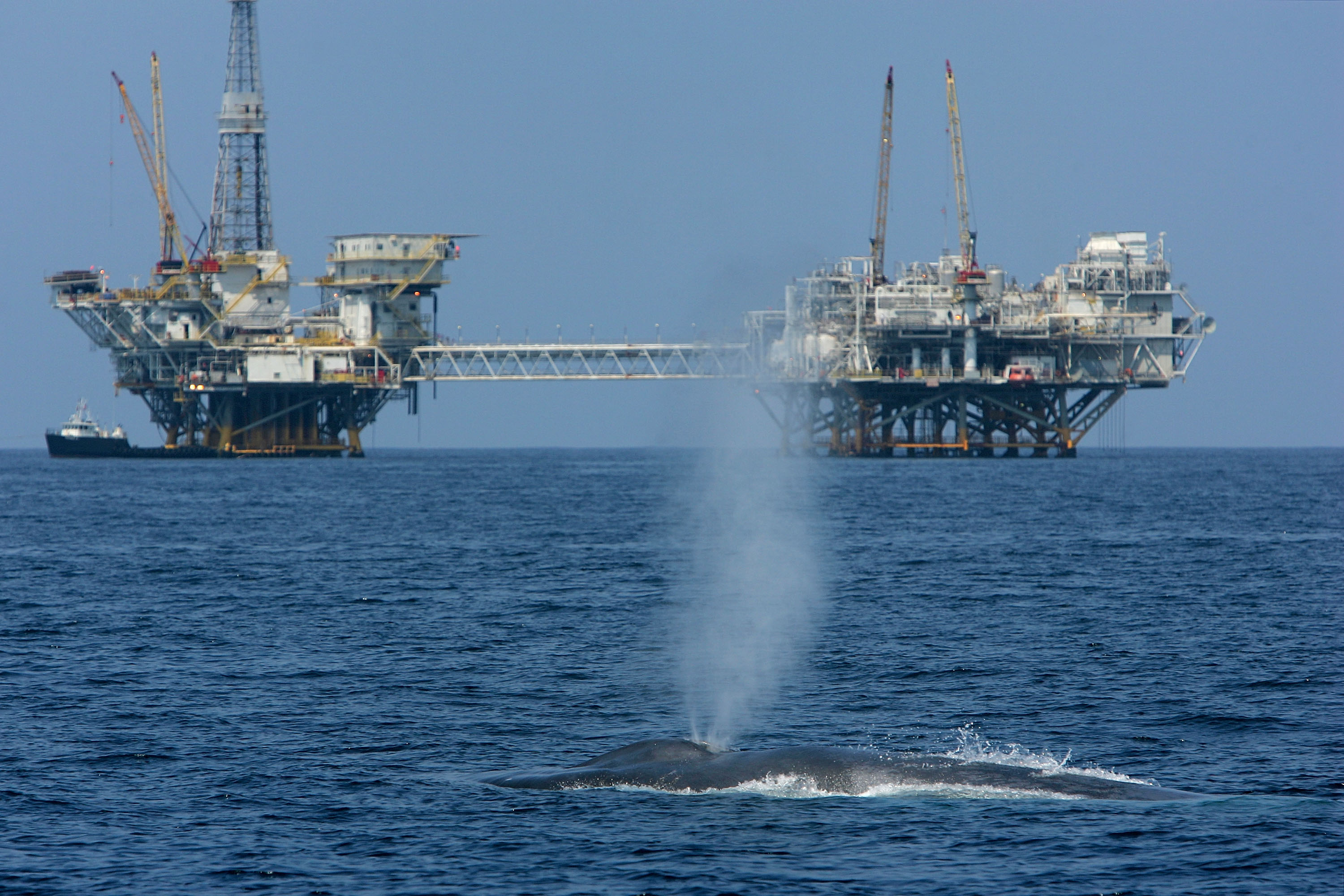 And endangered blue whale spouts near offshore oil rigs, a known source of human-caused noise pollution in the ocean.