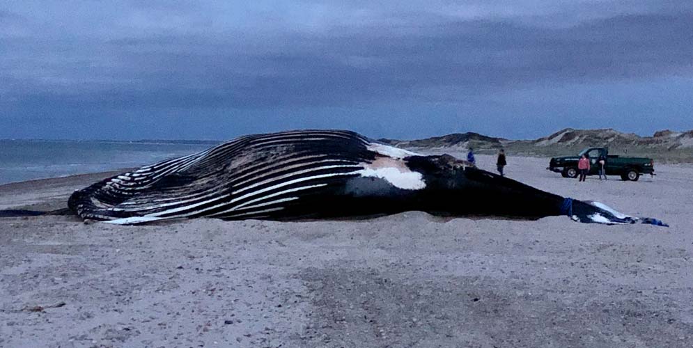 Vector the humpback whale stranded on Cape Cod