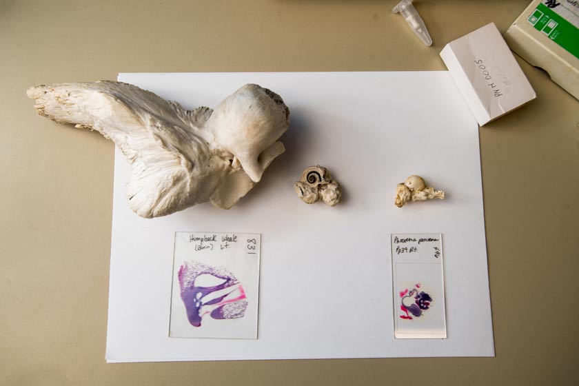 At left, a humpback whale ear and it's histology, next to harbor porpoise ears and histology.