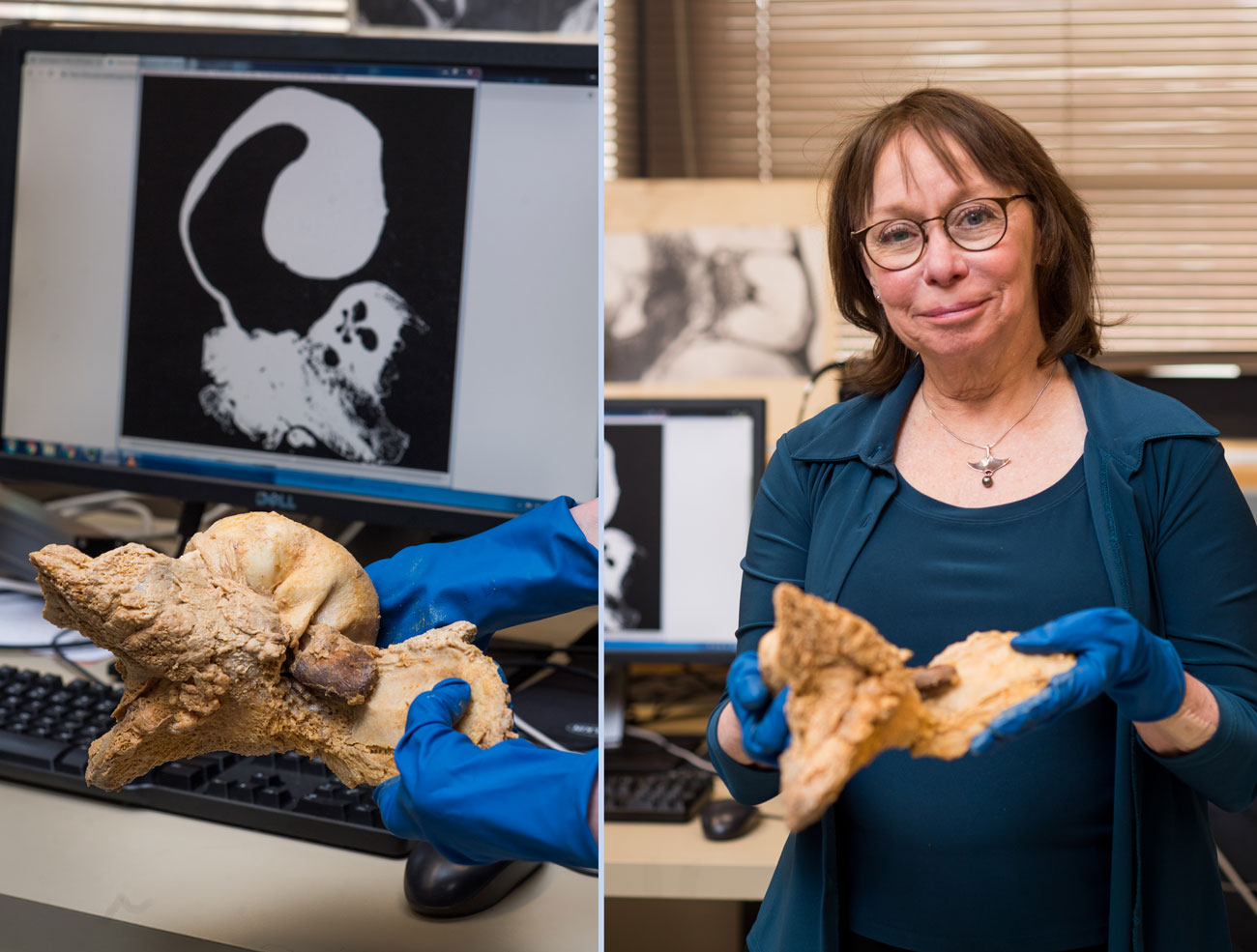 Darlene Ketten holding whale ears of a humpback that washed ashore on Cape Cod. The screen behind her shows 2-D scans of the whale ears.