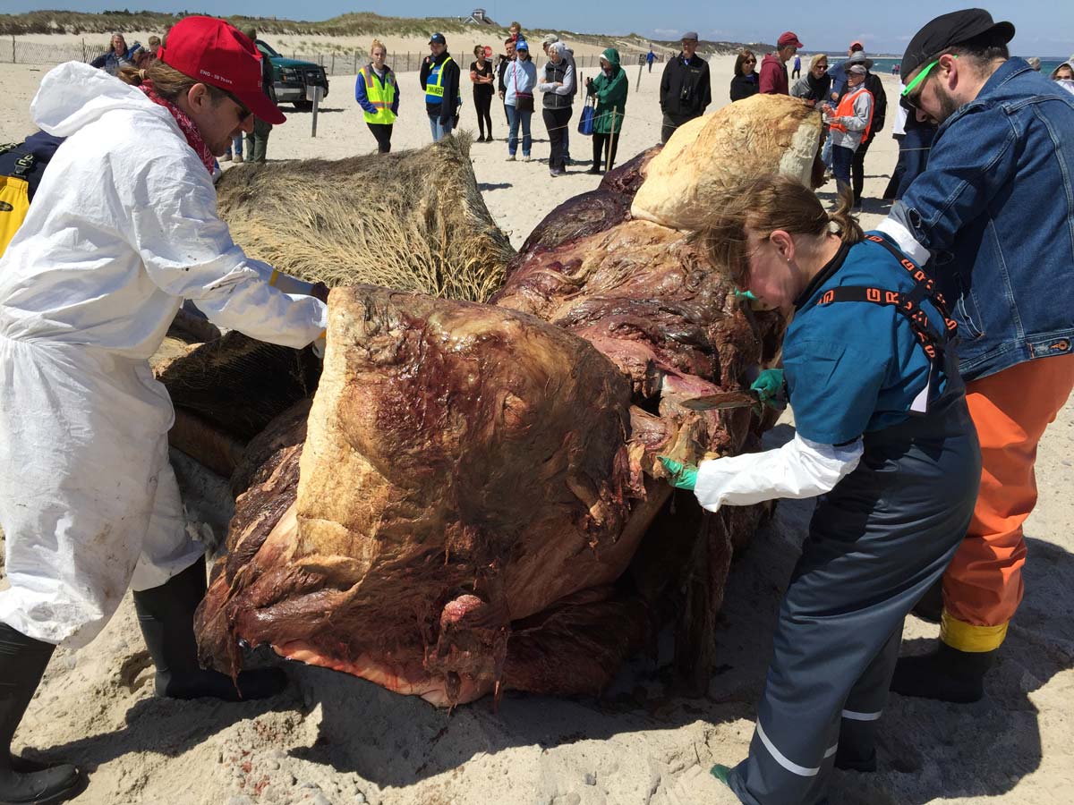 Boston University research team dissects the body of Vector the humpback whale, showing the top half of the head.