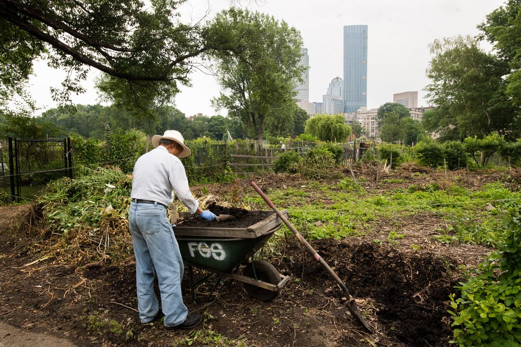 A man gardens using a wheel-barrel in the Fenway Victory Gardens