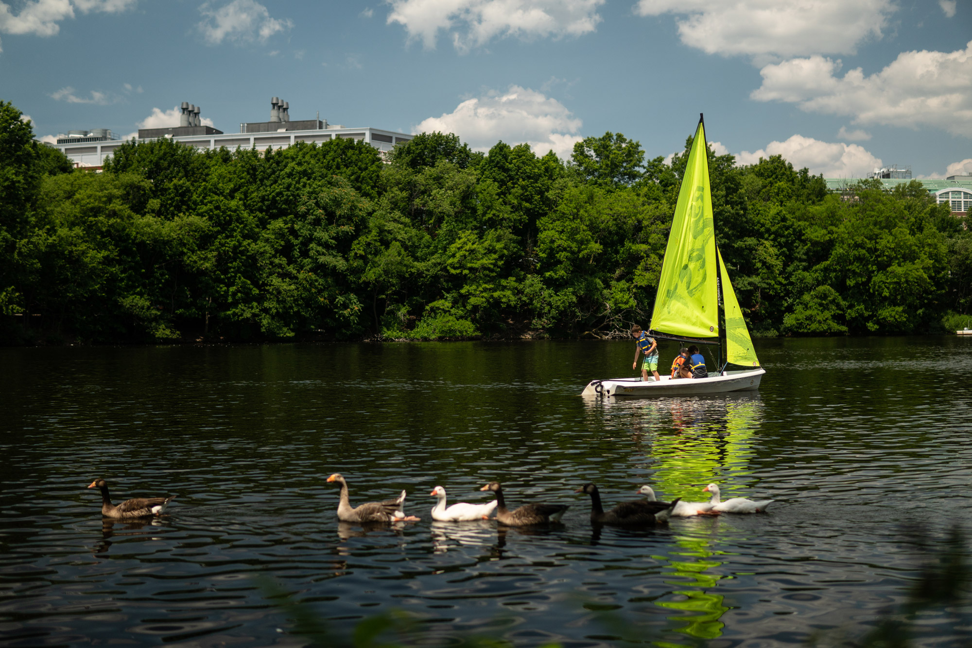 A sail boat on the charles river alongside swimming geese