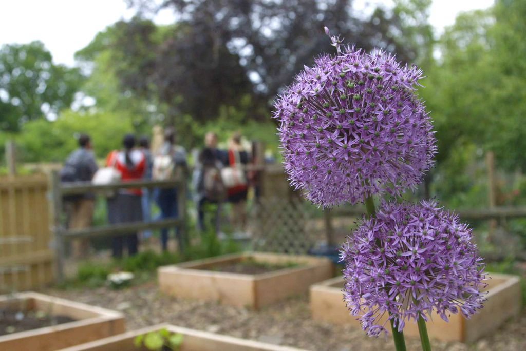 Students gather in a group to while touring the Fenway victory Gardens