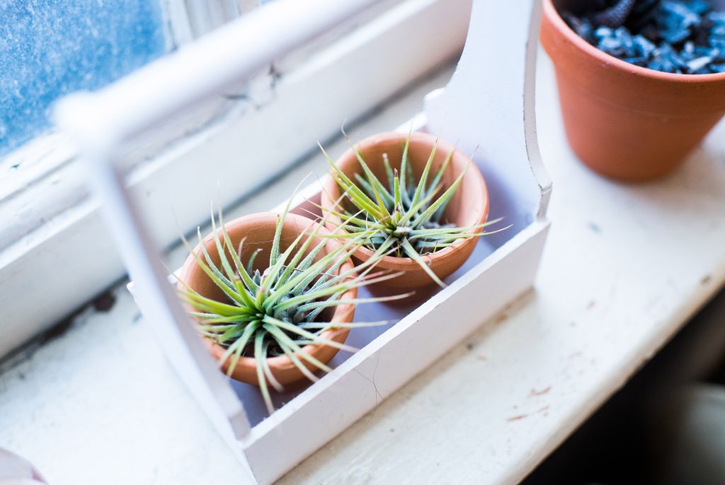 Plants sit on a white window sill