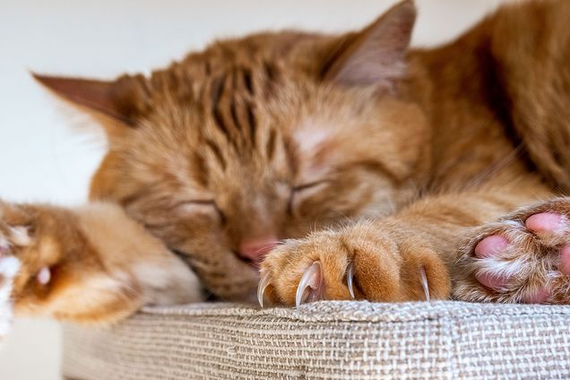 A sleeping cat with big claws in focus.