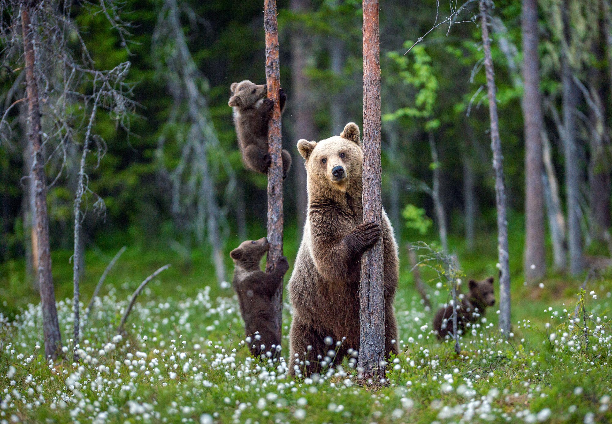 A grizzly bear mother with her cubs climbing trees behind her in the forest.