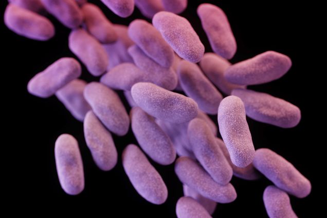 Scientific illustration of Carbapenem-resistant Enterobacteriaceae (CRE), otherwise known as Nightmare Bacteria.