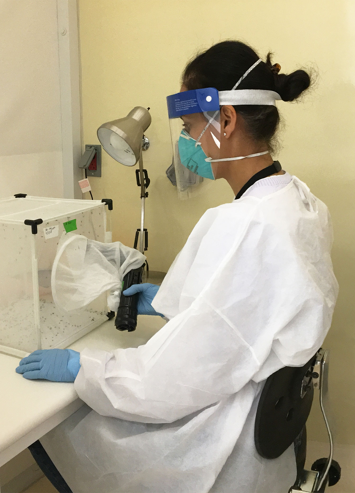 A researcher works with mosquitoes in the NEIDL insectary.