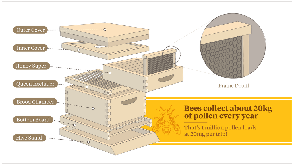 A diagram of a beehive. Text embedded in the image labels the outer cover, inner cover, honey super, queen excluder, brood chamber, bottom board, hive stand, and frame detail. Also included is a fact: "Bees collect about 20kg of pollen every year. That's 1 million pollen loads at 20mg per trip! 