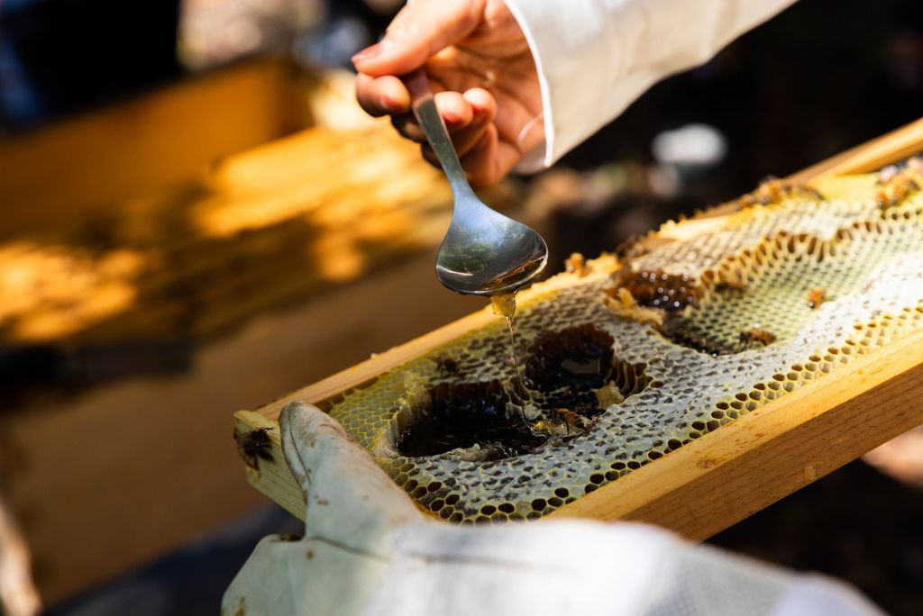 A spoon ladles honey straight from the hive