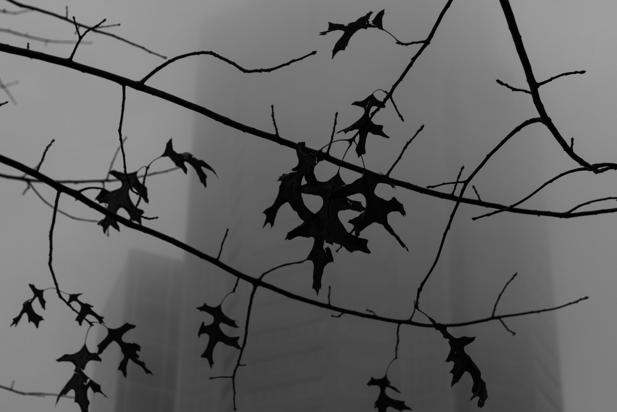 A few leaves hang on to branches at foggy dusk