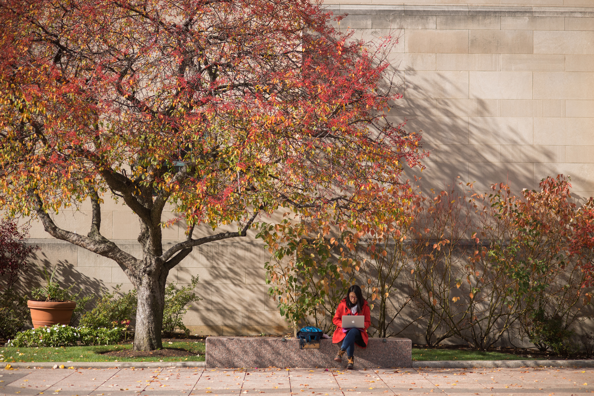 A student sits beneath a colorful tree while she works on her lap top