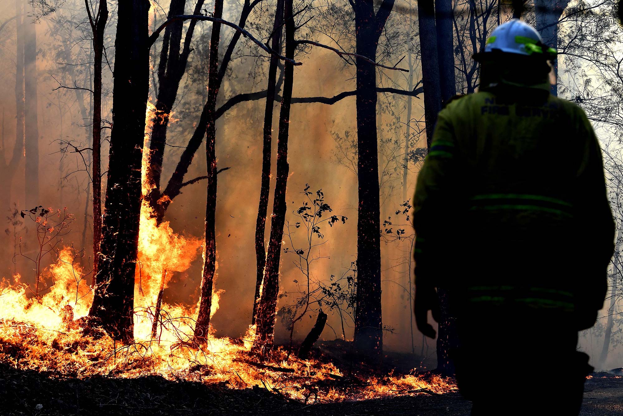 case study on forest fire in australia