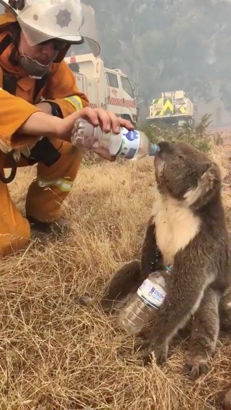 An Australia firefighter feeds a dehydrated koala bear bottled water while fighting a bushfire in Cudlee Creek, South Australia
