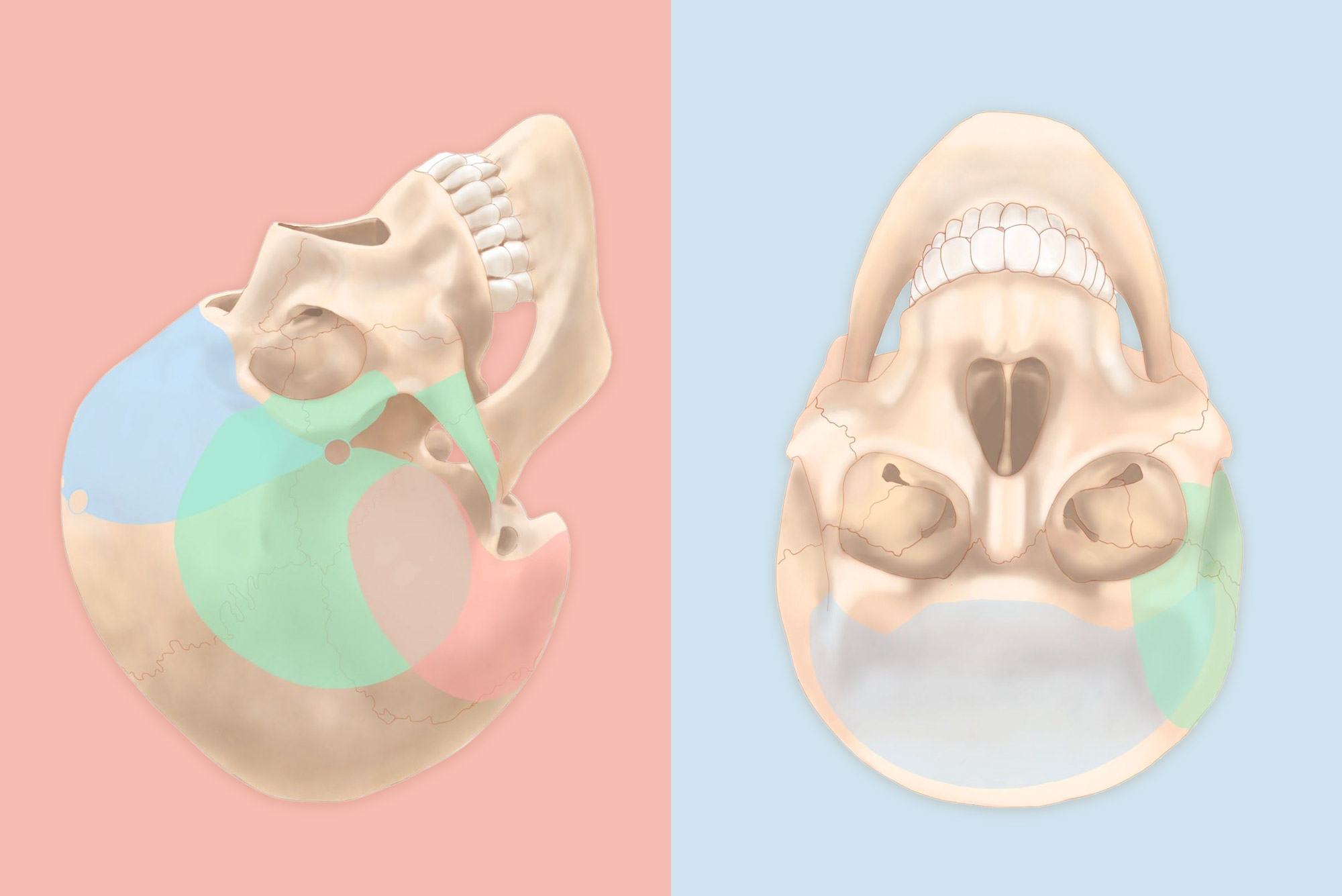 Illustrations demonstrating the best entry points in the skull for neurosurgeons.