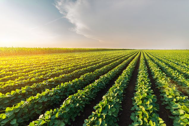 Rows of green plants grow in sunlight