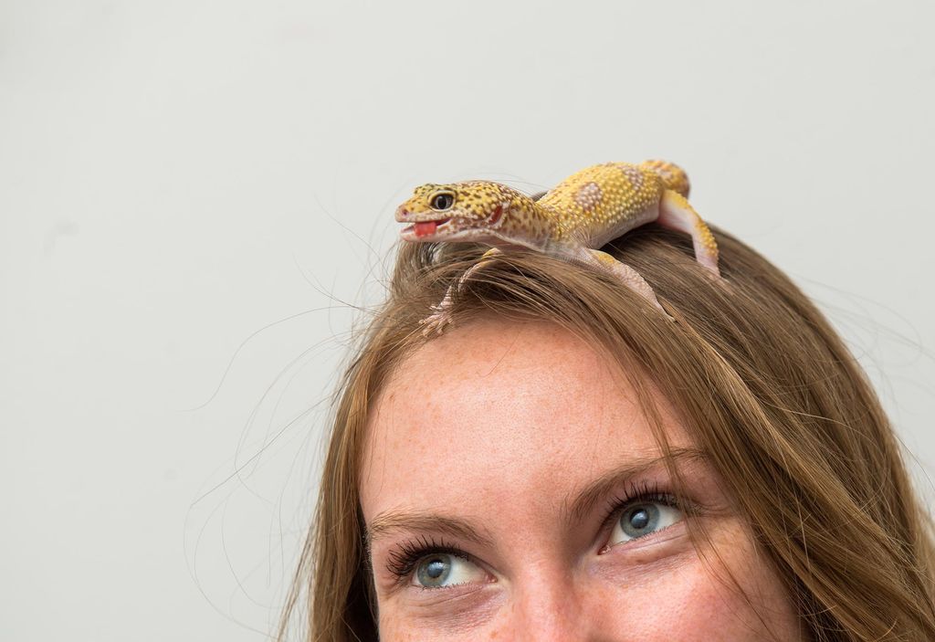 Cailey Tone lets her gecko Echo sit on her head.