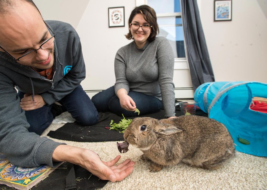 Melanie Kirsh and her partner Becca Ganey feed lettuce to their rabbit, Fig.