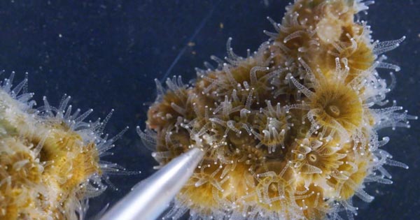 How This New England Coral Is Weathering Climate Change - BU Today