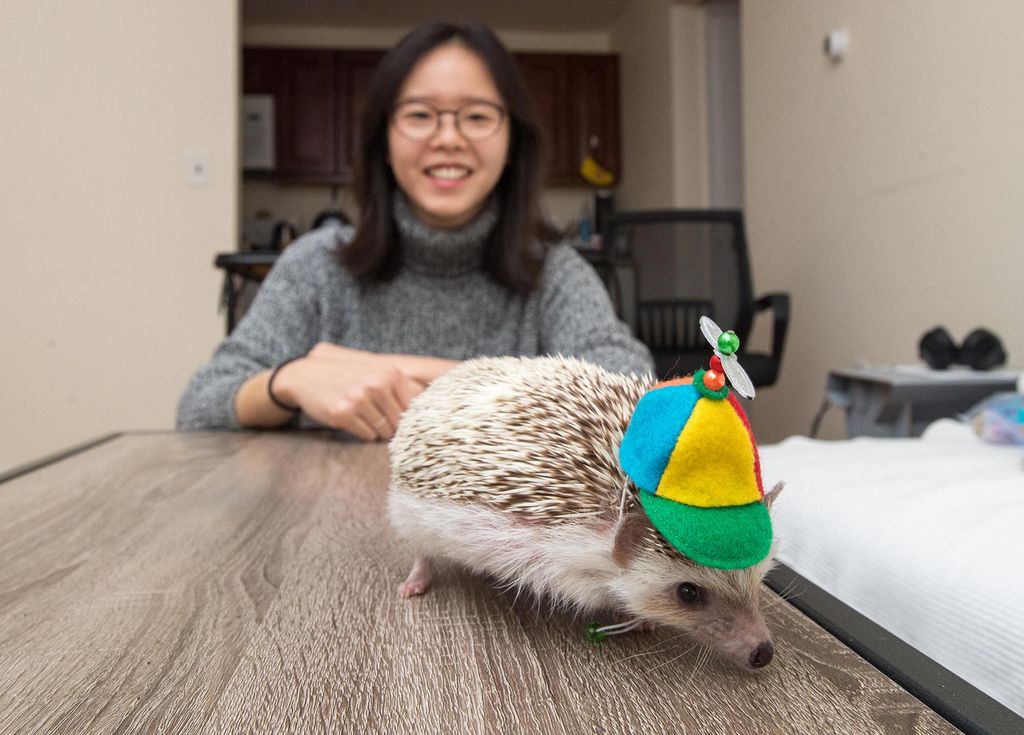 Elise Lim takes a photo with her hedgehog, Alfredo, who is wearing a multicolored propeller hat.