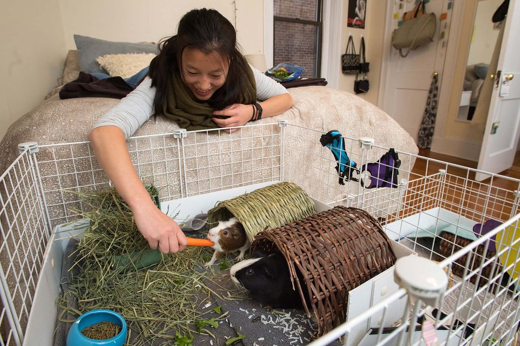 Grace Kirkpatrick feeds a carrot to her guinea pigs Michelangelo and Kazemir.