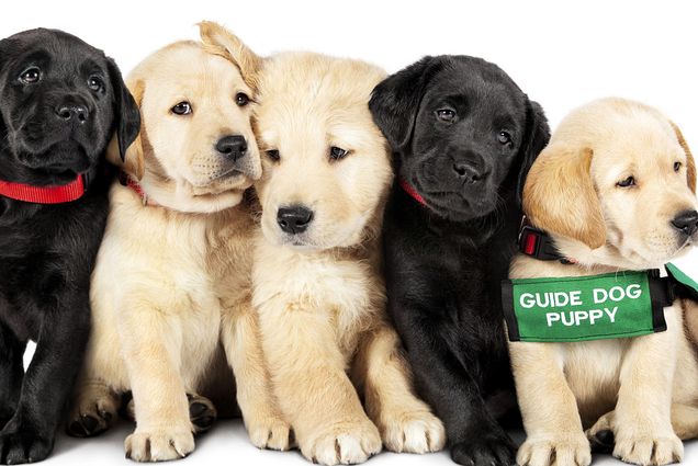 A photo of puppies from the Disney docuseries The docuseries Pick of the Litter