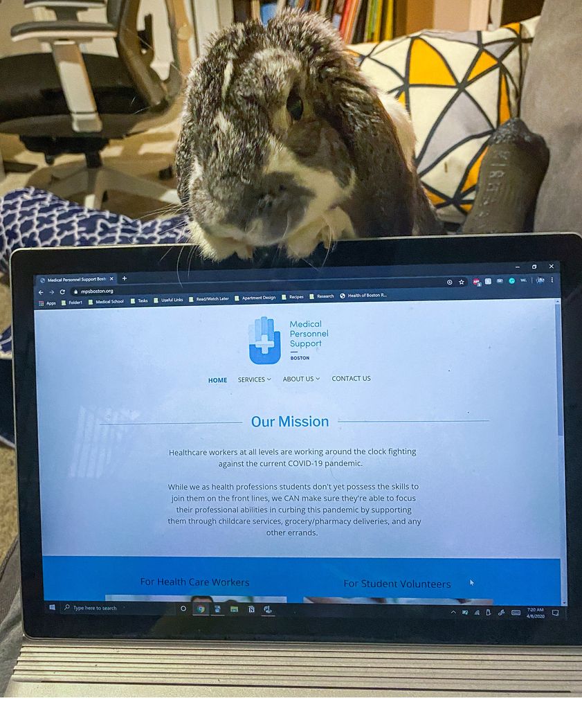 A photo of Patel’s rabbit, Luna, keeping him company while he built the website for Medical Personnel Support.