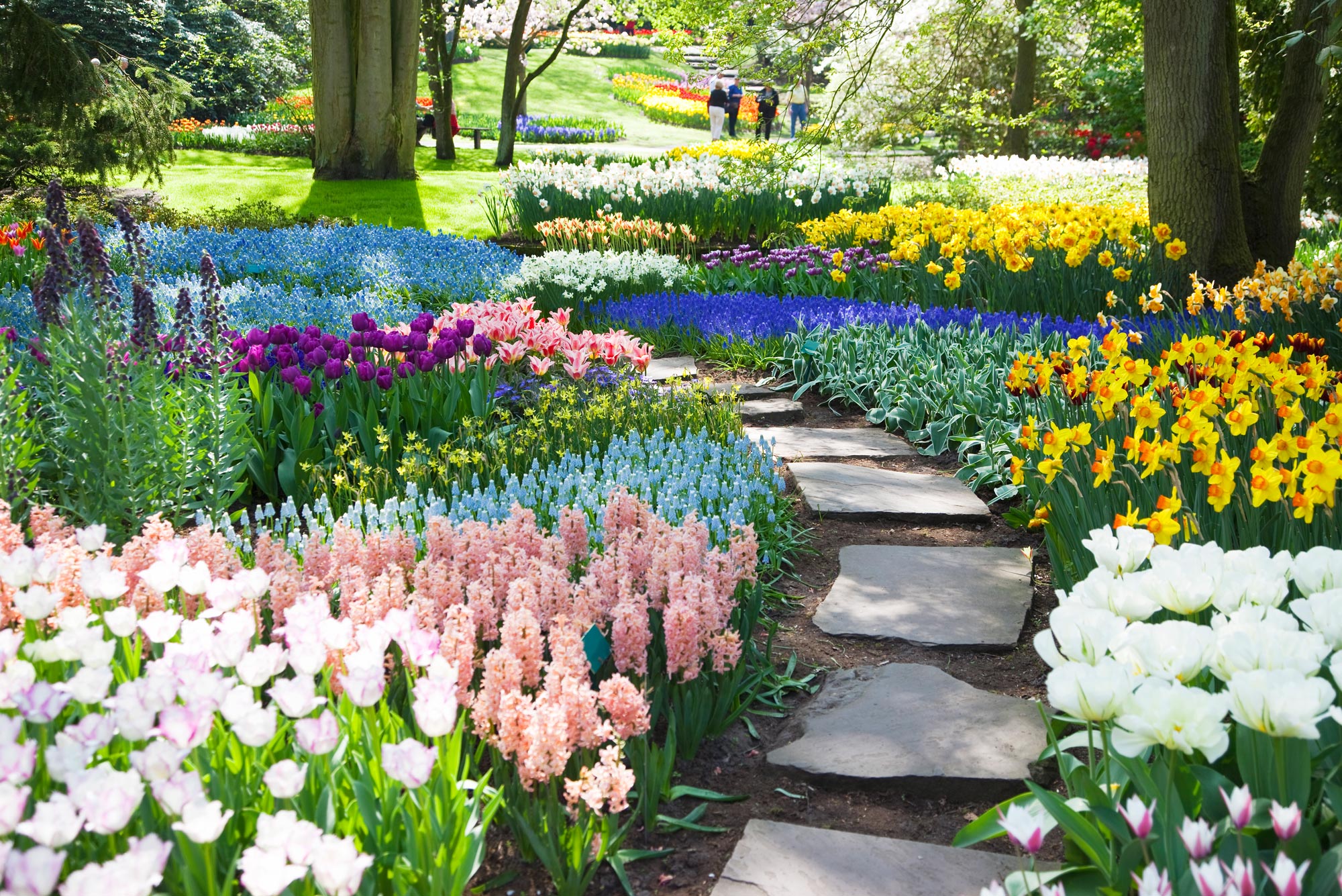A photo of a Dutch flower garden
