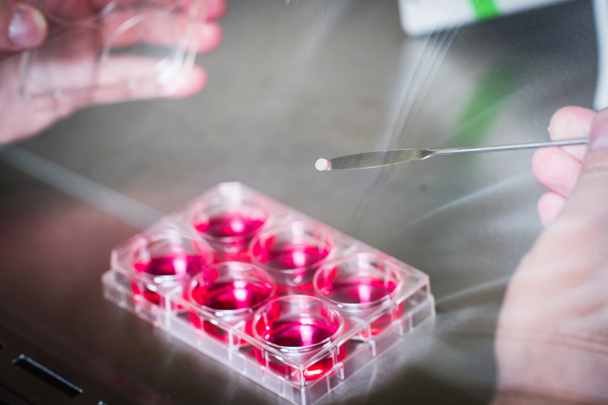 Image of a research’s hands as they examine tissue samples in their lab. A dish with six compartments of pink liquid rests on the table.