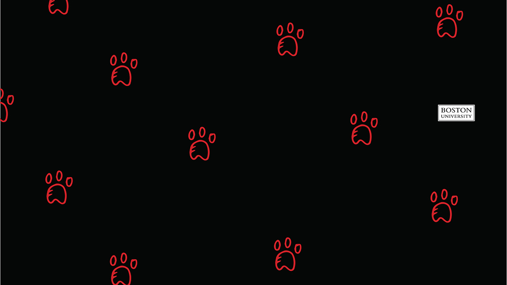 BU themed Zoom virtual background of Terrier paw prints illustration