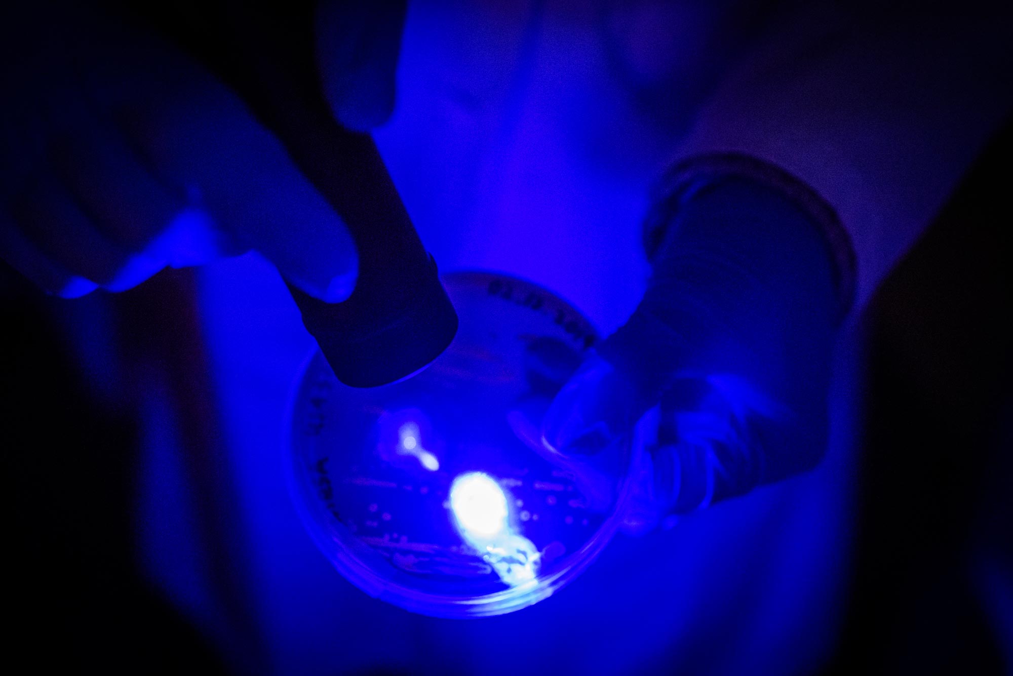 Using photolysis—a process by which molecules are broken down by light—BU engineers found they could temporarily weaken MRSA’s defenses enough to make it vulnerable again to several conventional antibiotics