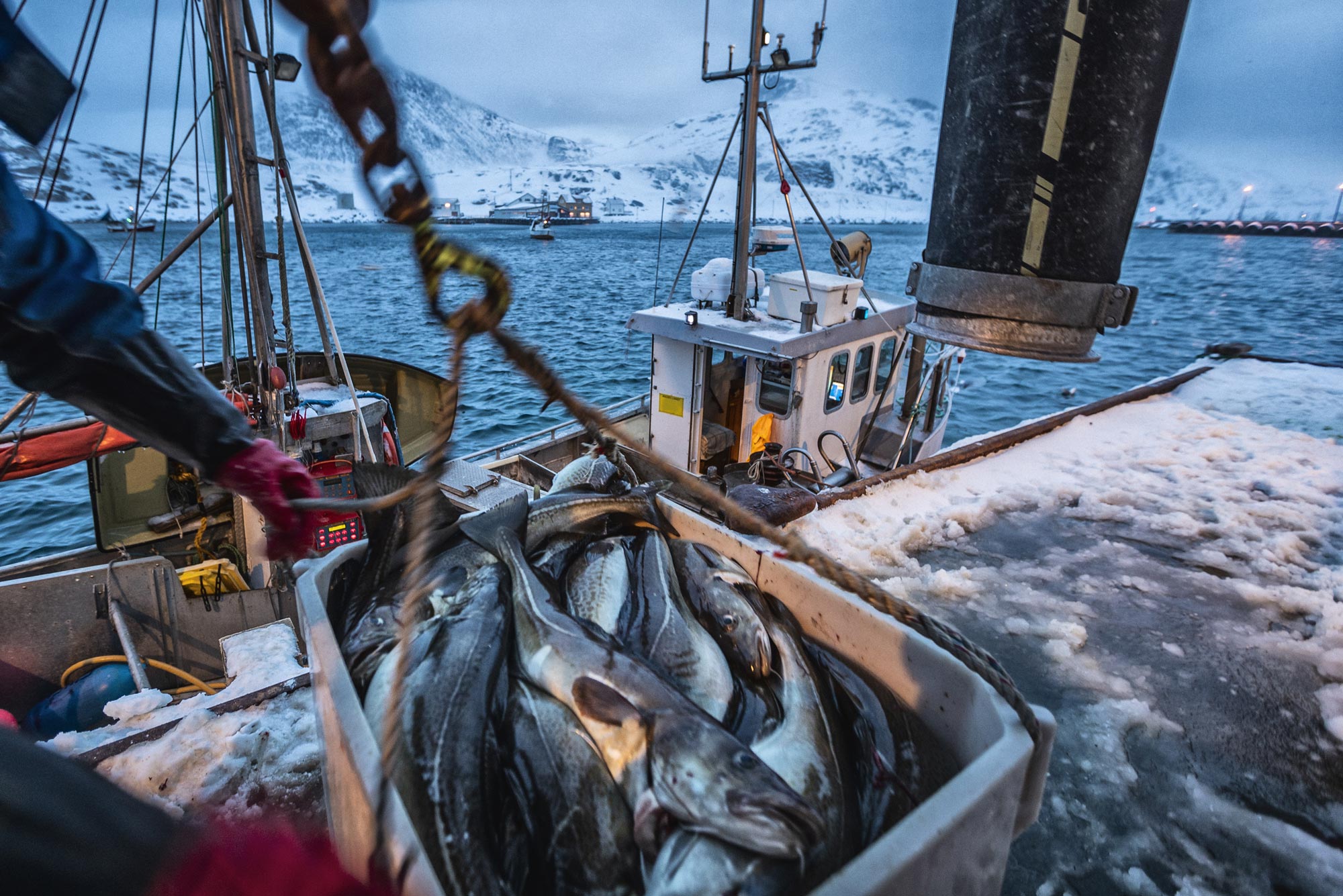 A photo of fishing boats out for skrei cod in the arctic sea