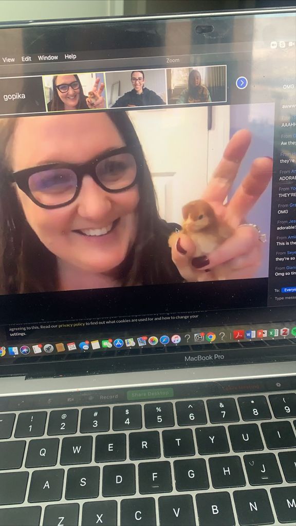 Image of a zoom call screen that shows SPH’s Sophie Godley sharing her baby chicks with students during the spring semester’s remote teaching and learning.