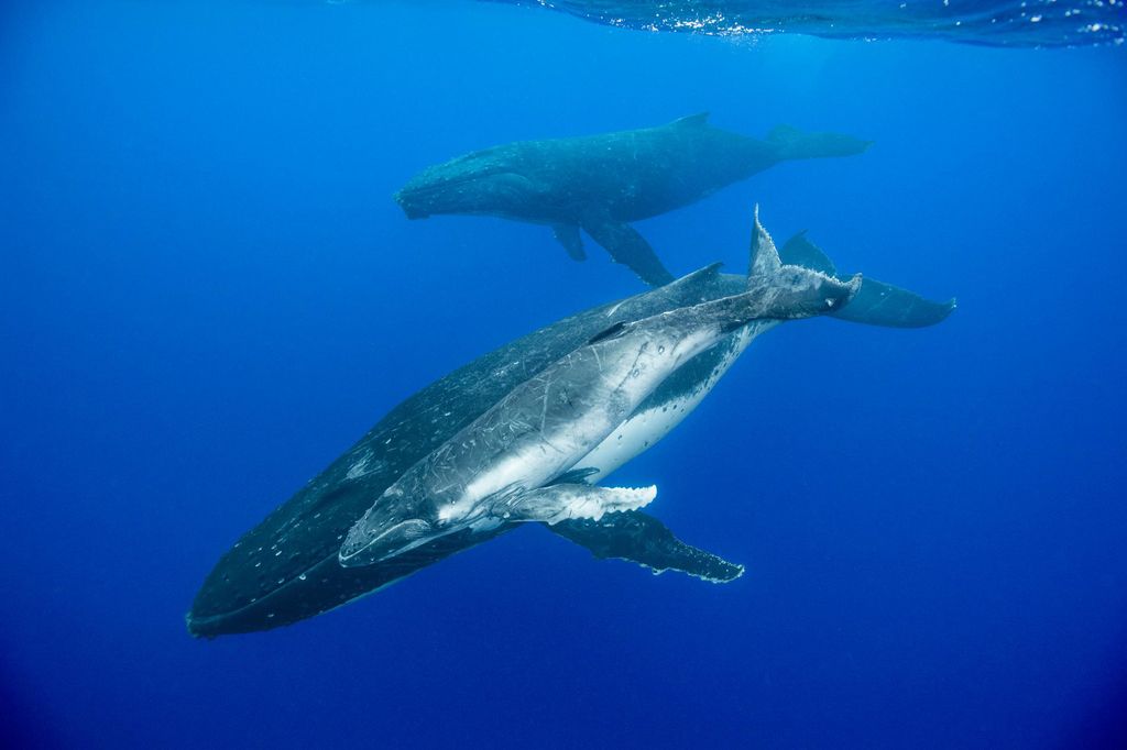 Image of three humpback whales swimming; two of the whales swim side by side. The ocean is a deep navy blue color.