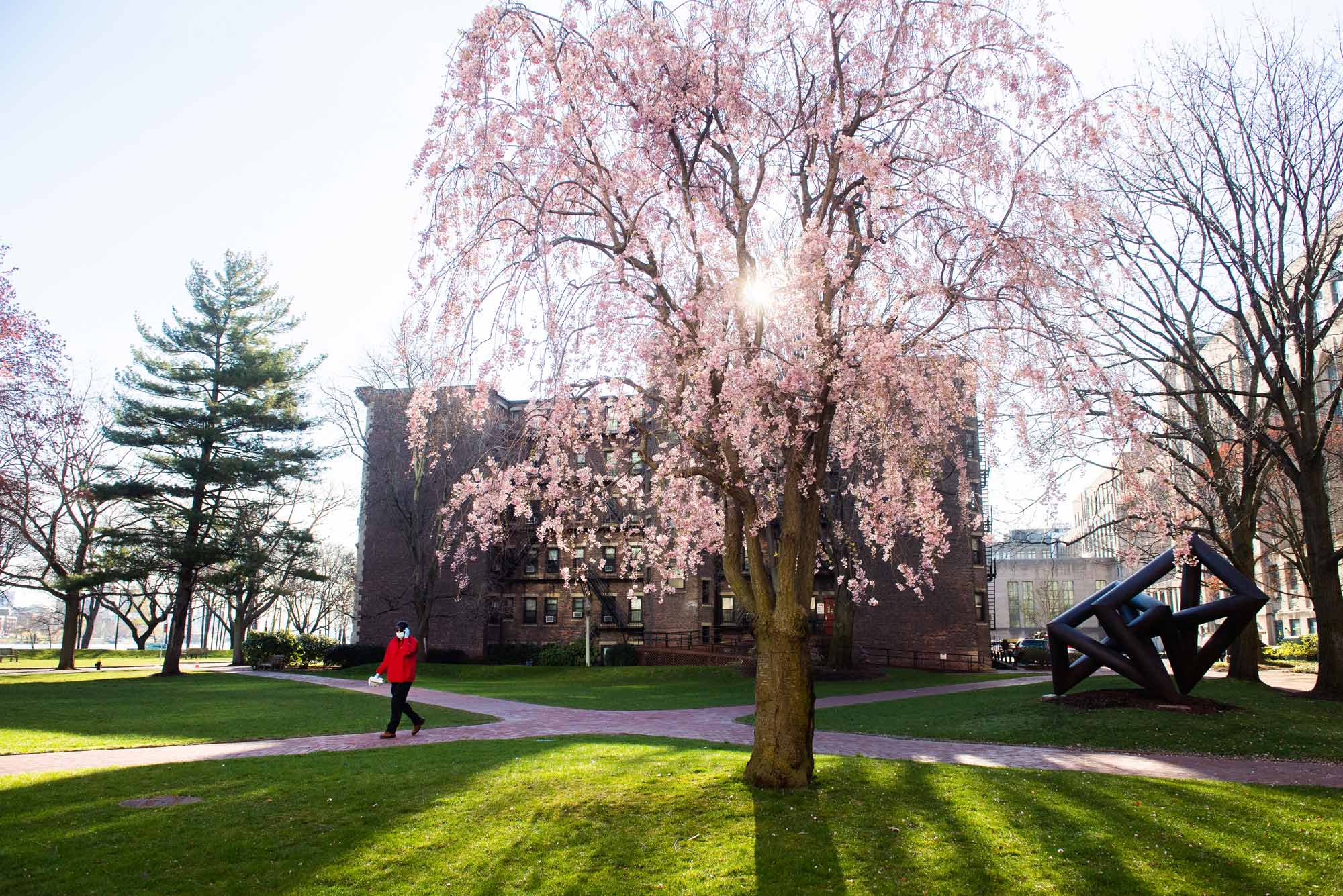 Photo of a blossoming tree with pink flowers on Boston University campus behind Marsh Chapel on April 29, 2020. A person in a red coat walks on a path underneath the tree.